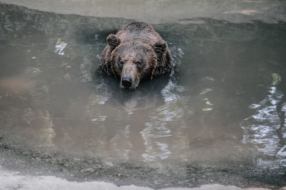 orso in acqua
