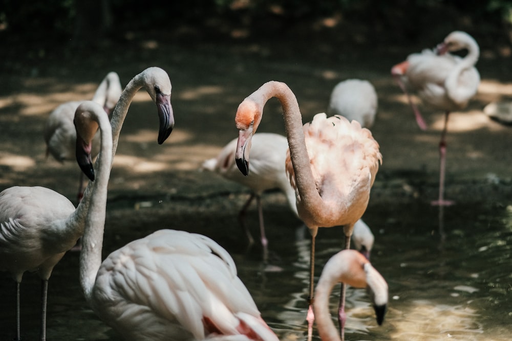 Groupe de flamants roses