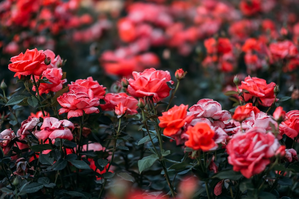 bed of red roses