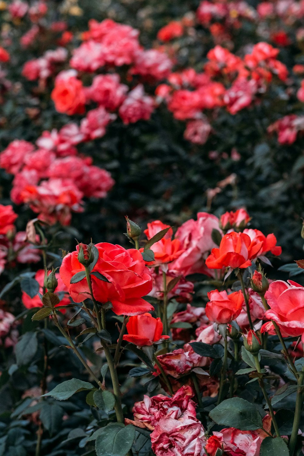 Campo de rosas rojas