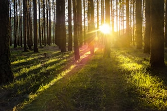 forest tree photography