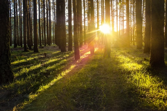 forest tree photography