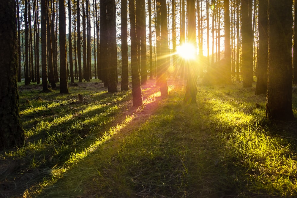 Waldbaumfotografie