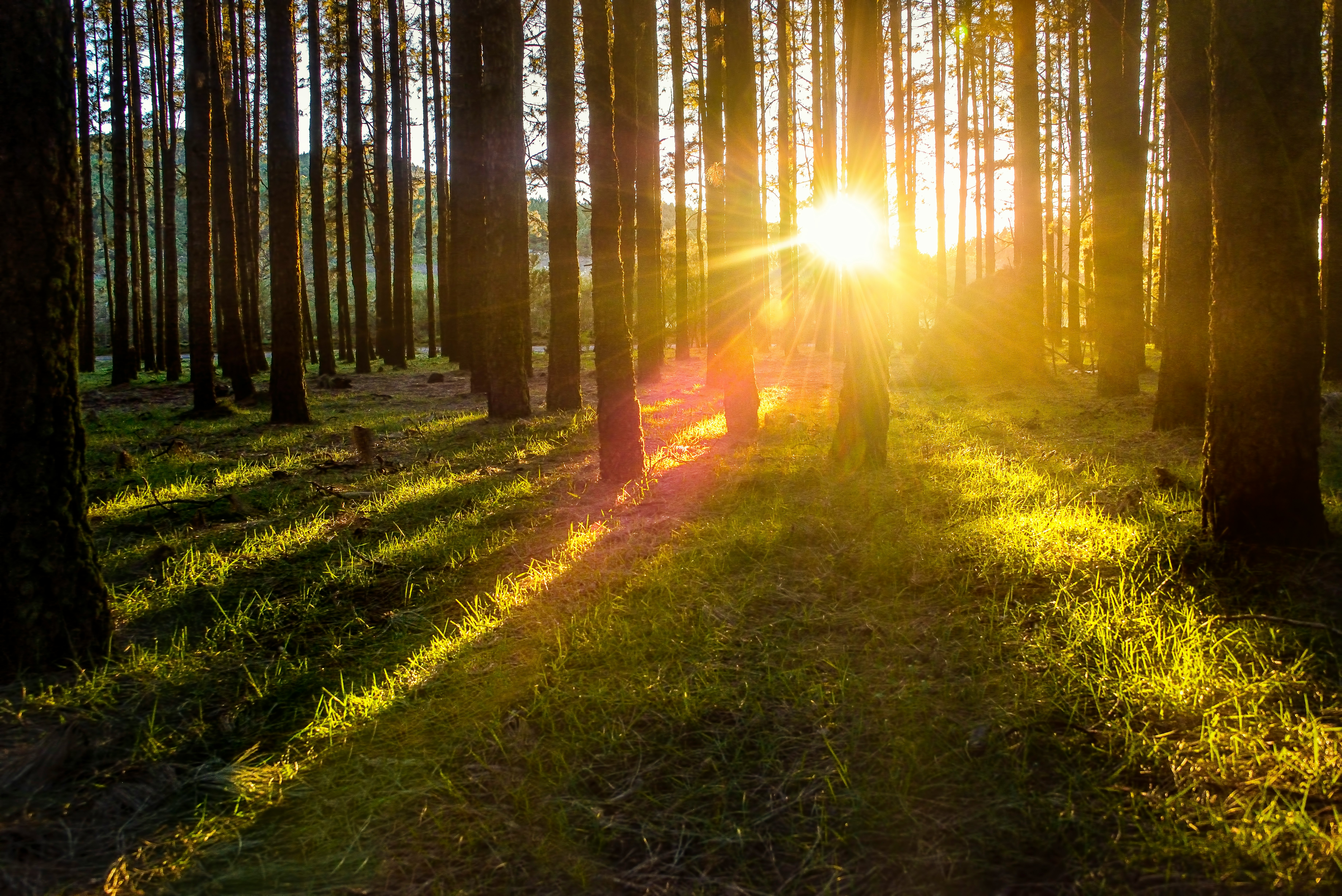 forest tree photography