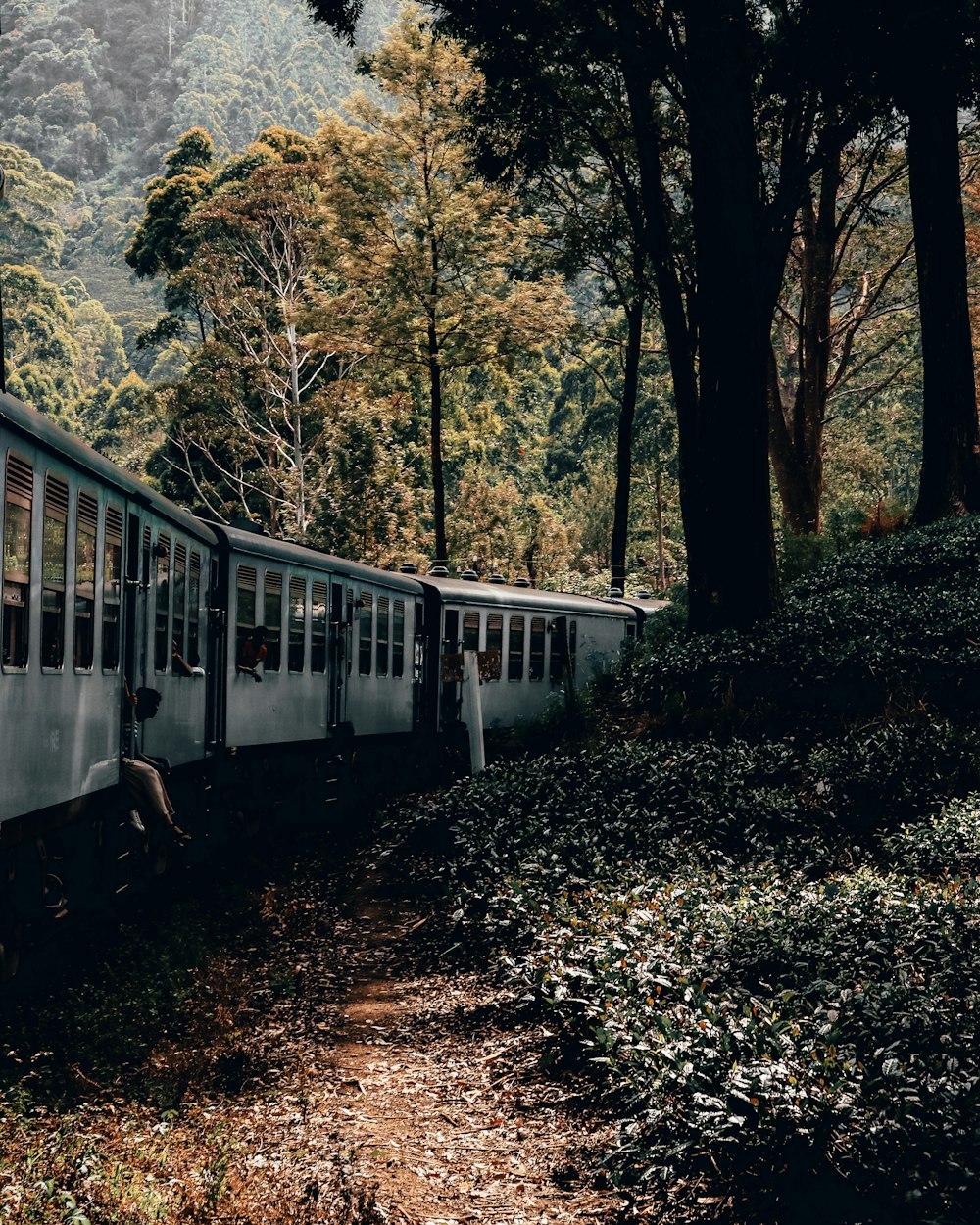 white train in forest