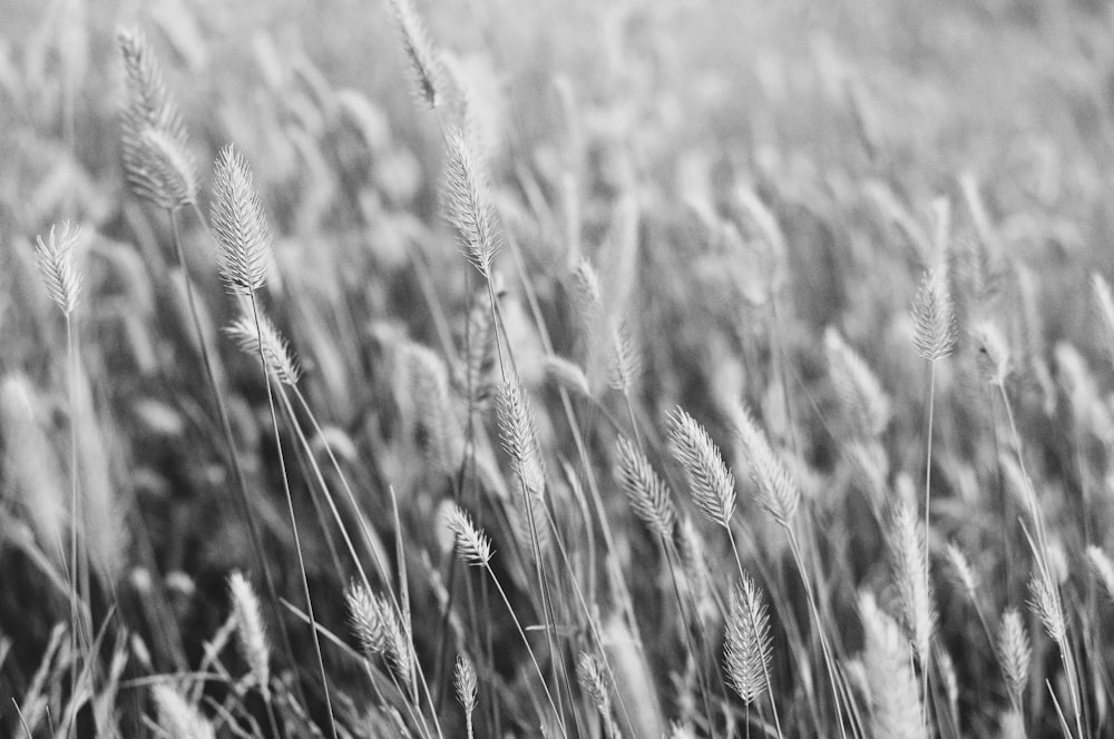 closeup photography of wheat fields