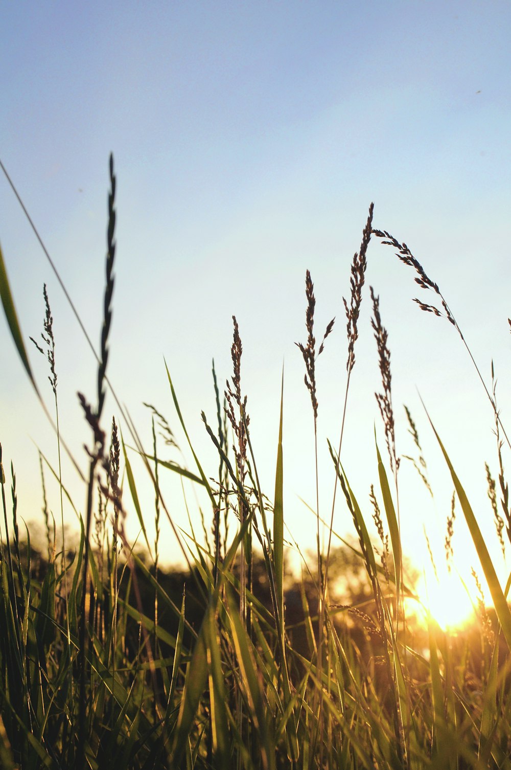 closeup photo of green grass