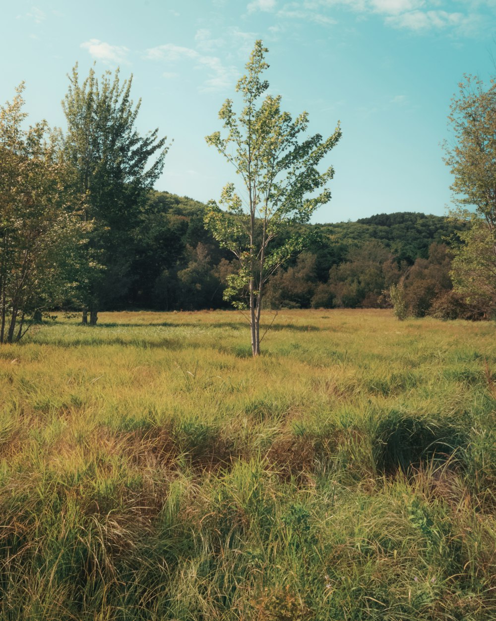 green-leafed plants under clear blue sky