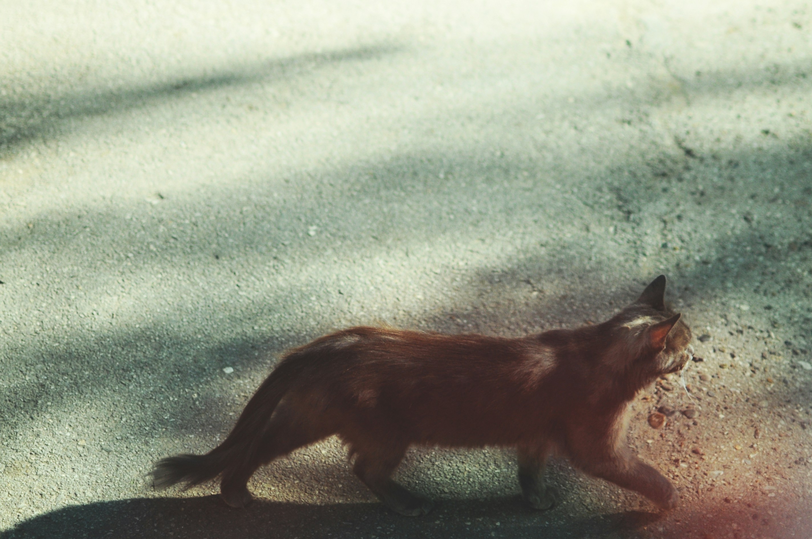 cat walking on gray concrete road