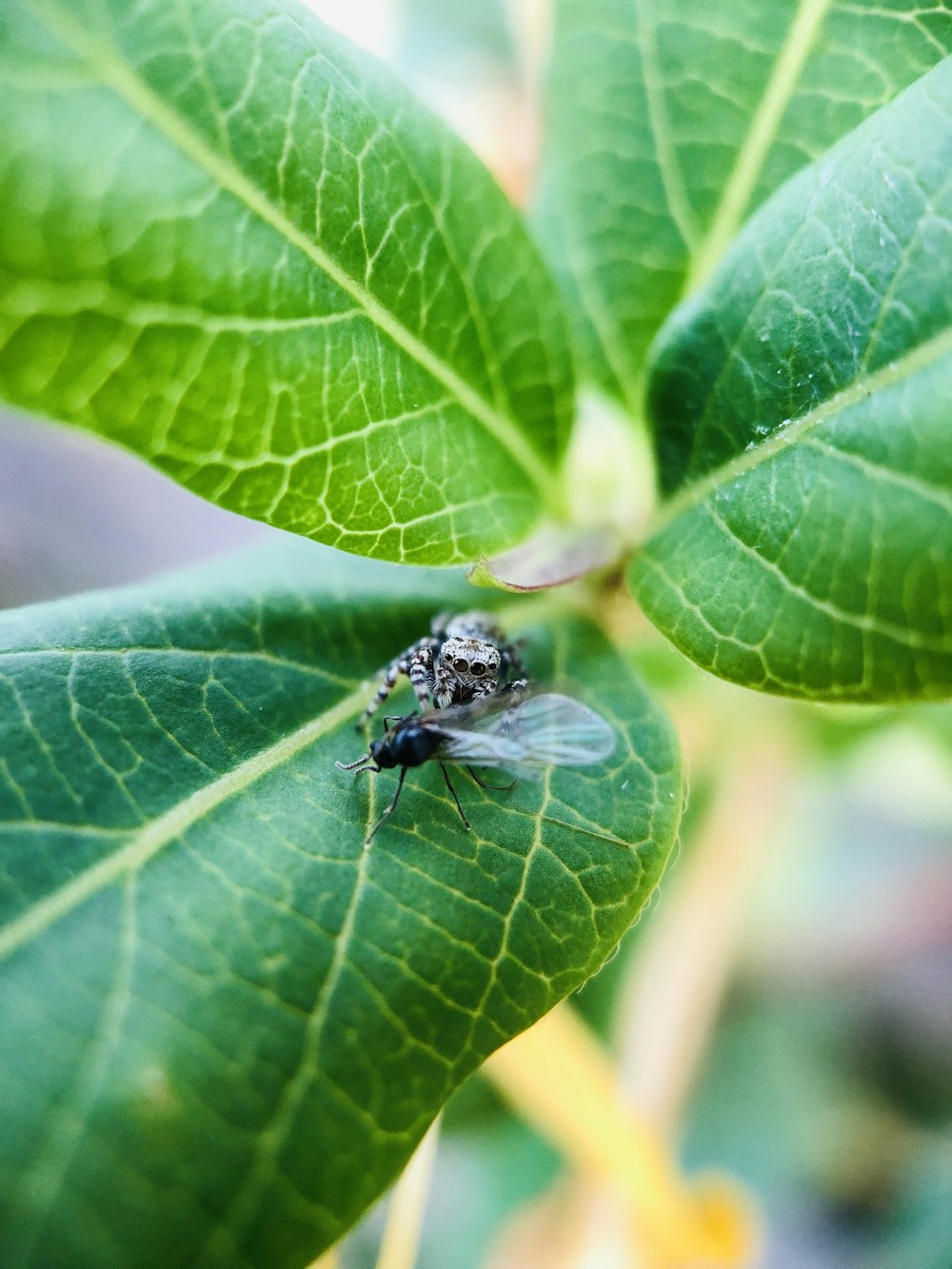 black insect on green leaf