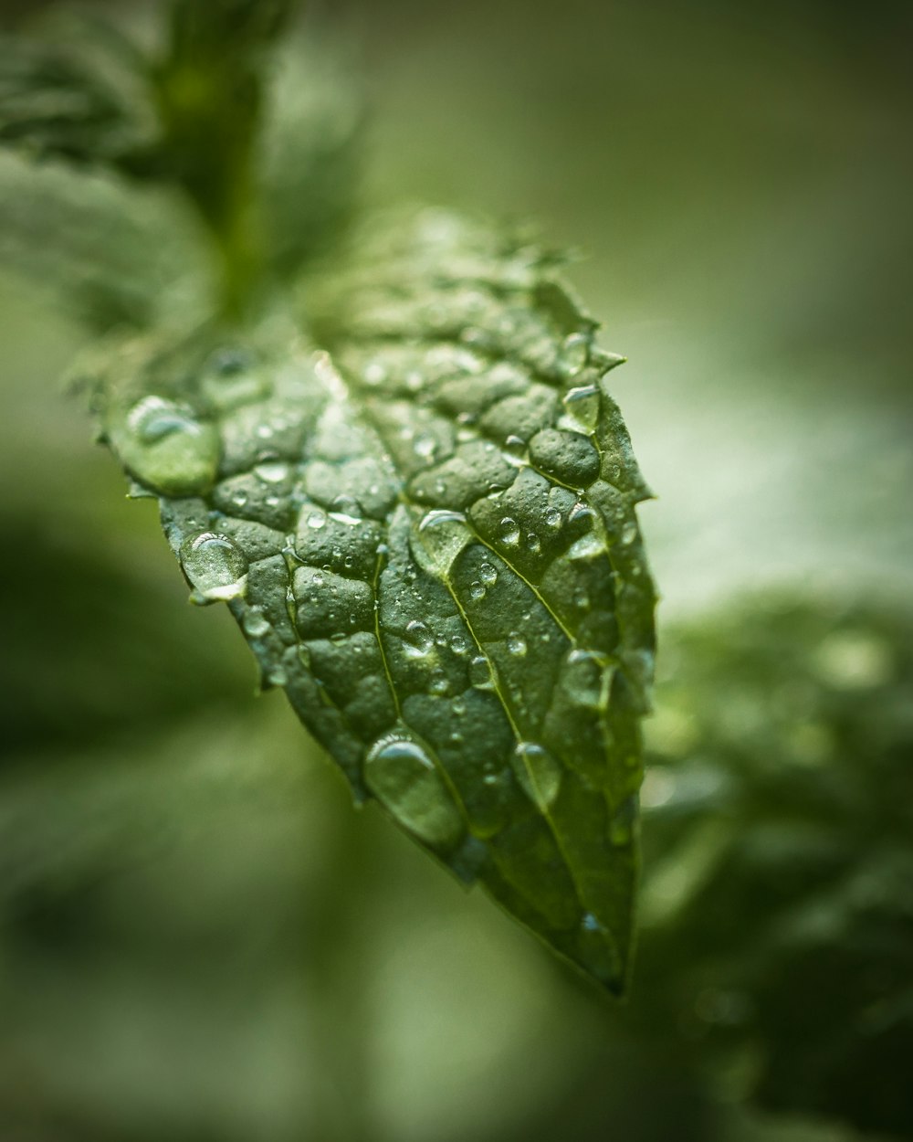 feuille verte