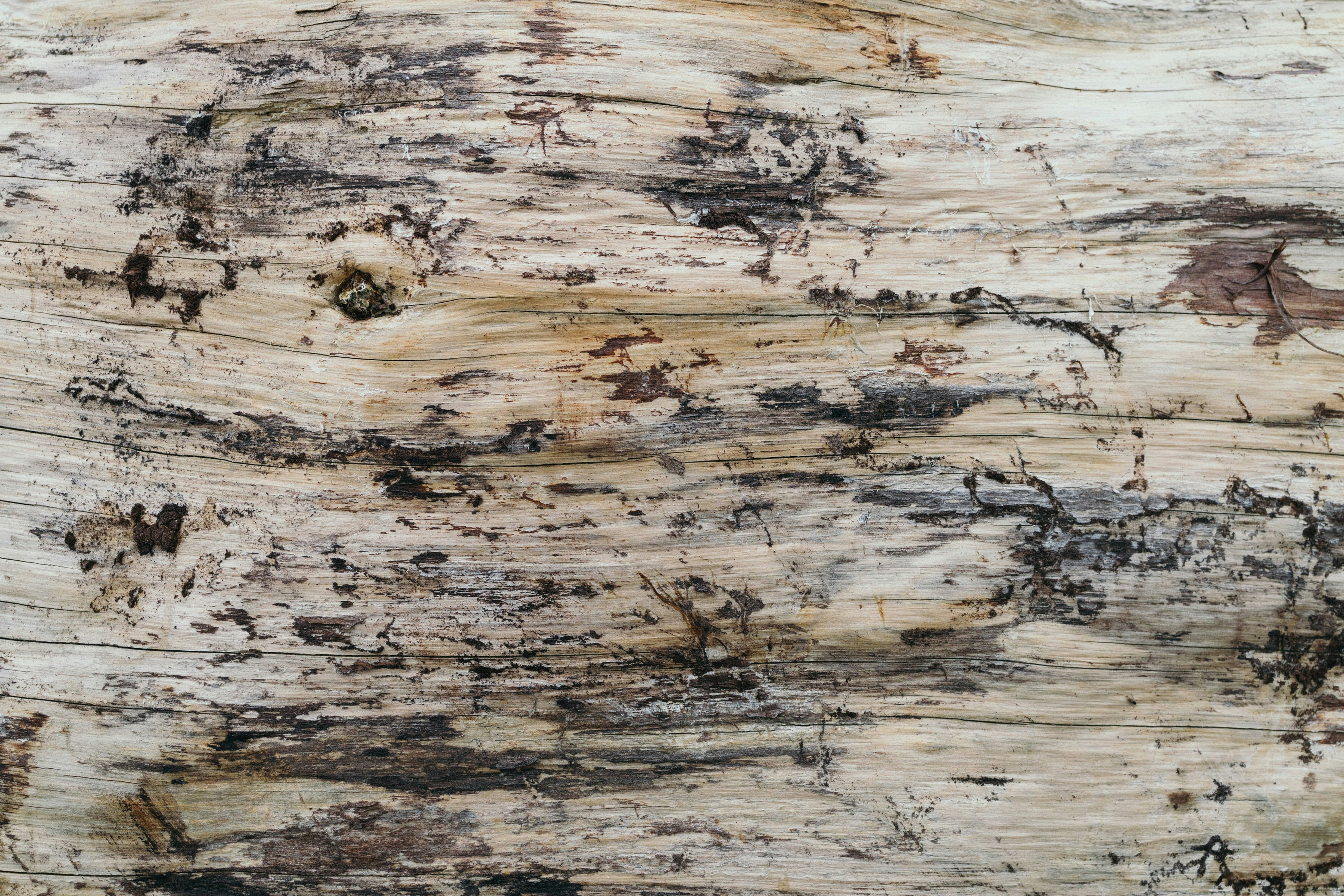 Photo by thewoodproject