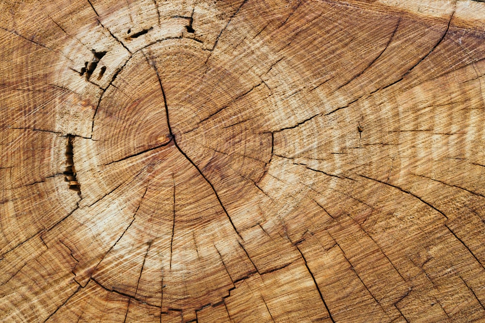 Wood Slice Photo Free Wood Image On Unsplash