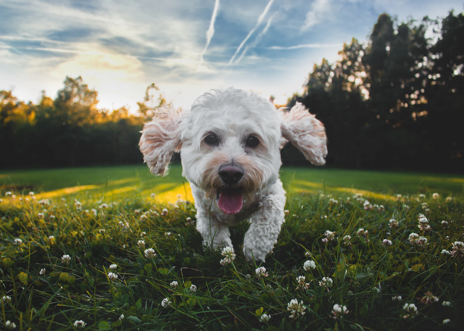Petit chien blanc joyeux, gueule ouverte, courant dans un pré au coucher du soleil