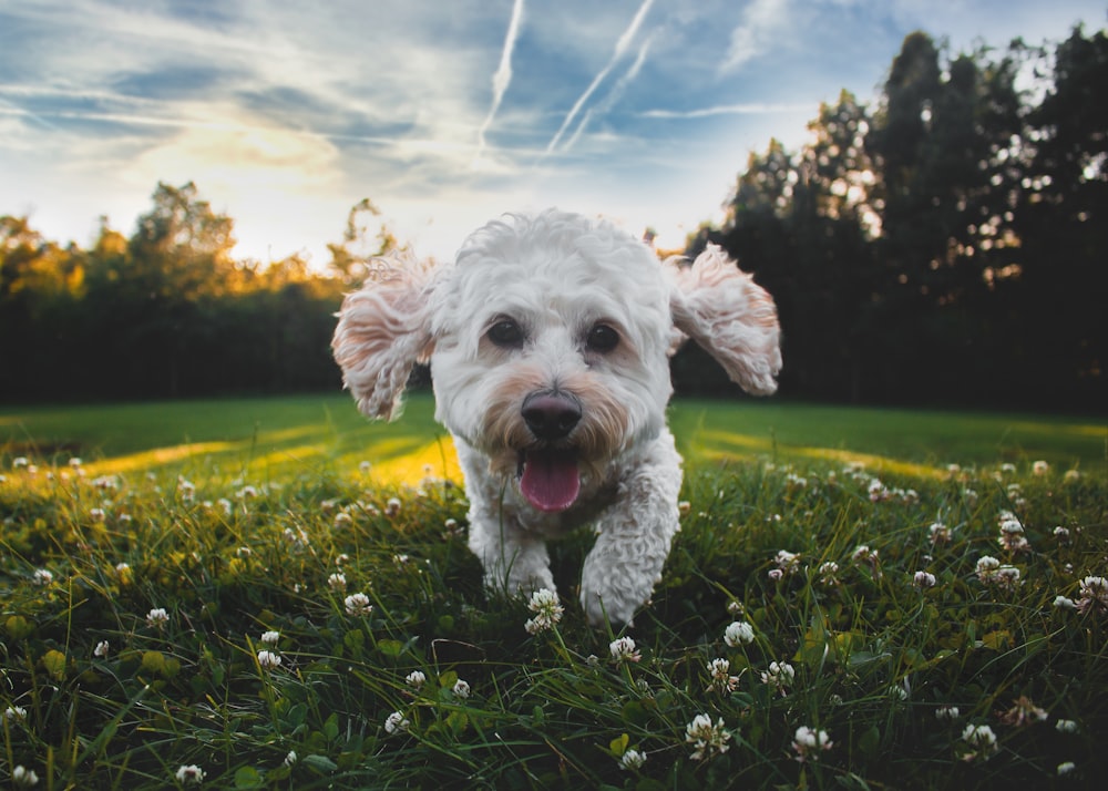 昼間の草原を走る白い中程度のコートの犬のクローズアップ写真