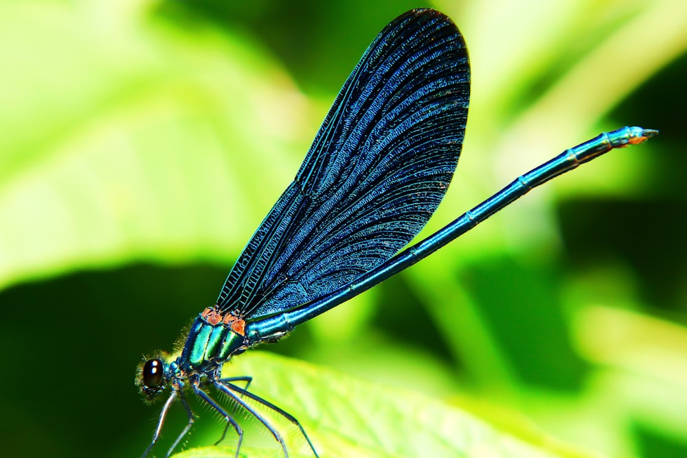 blue dragonfly