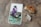 A tarot card is placed on a stone surface, depicting a purple crystal vase with a small green succulent on a teal wooden background. Nearby, there is an orange-colored crystal cluster and a clear quartz point.
