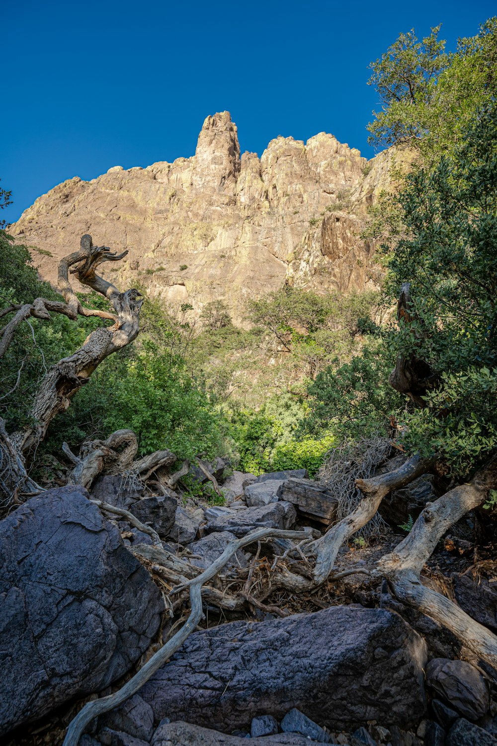 tree brunch near mountain at daytime