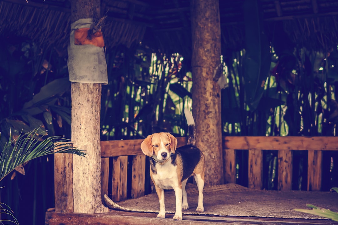 adult white, black, and tan beagle standing near the tree