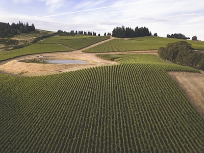 field of green plants