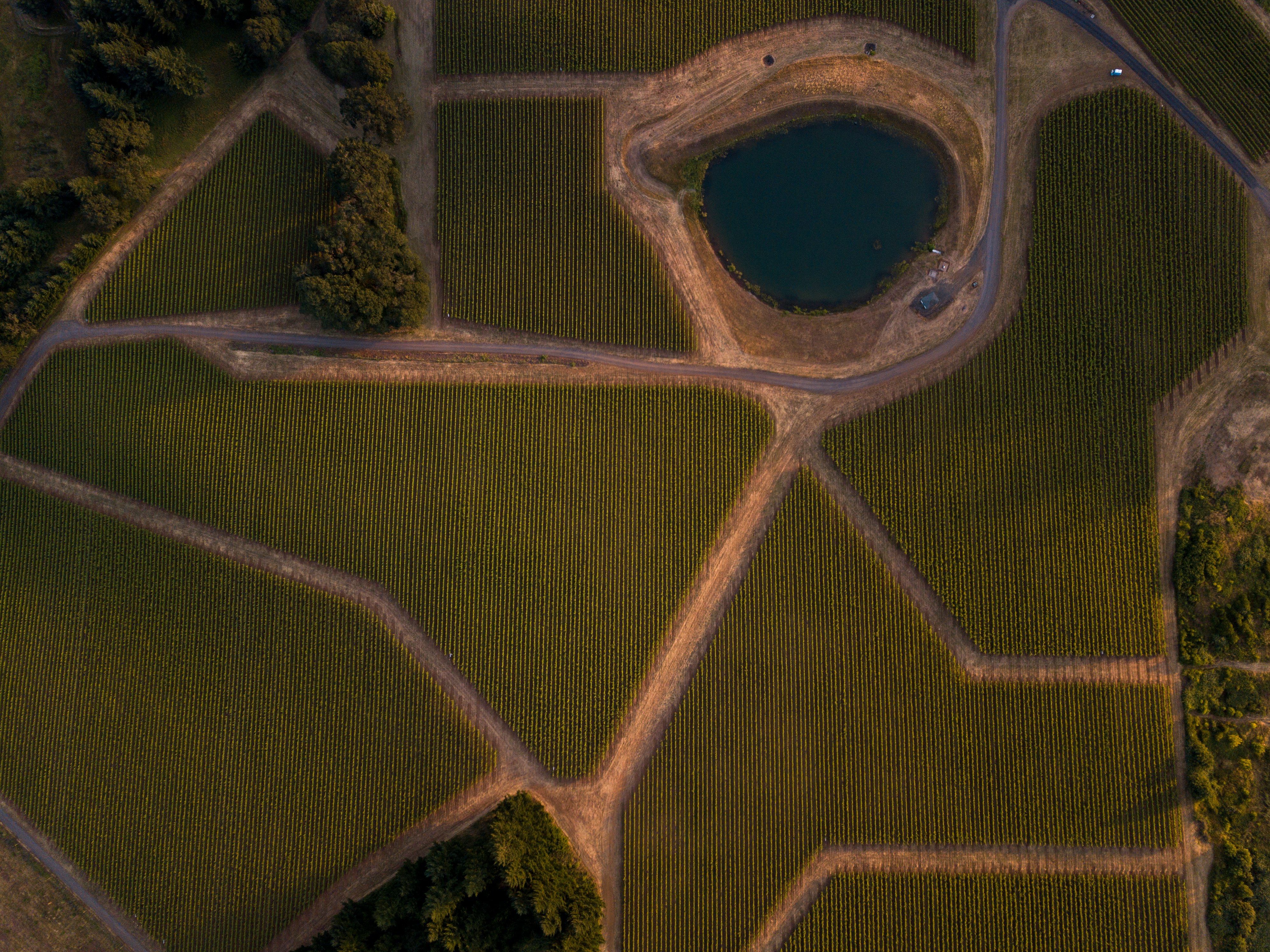  I was going for subtle yet obvious curves, colors and depth--I think I nailed it. Those vines and the red volcanic soil looked amazing as the sun was setting. I've been playing around with straight down bird's-eye photos like this one and using the natural shadows and lines to bring out the depth and terrain. I took this with my drone over a vineyard on the side of a large hill in Marion County, Oregon. I don't care what anyone says--I love this photo! 