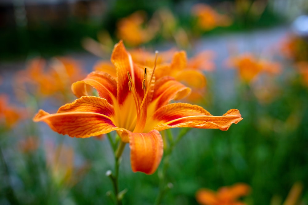 orange flowers blooming on field