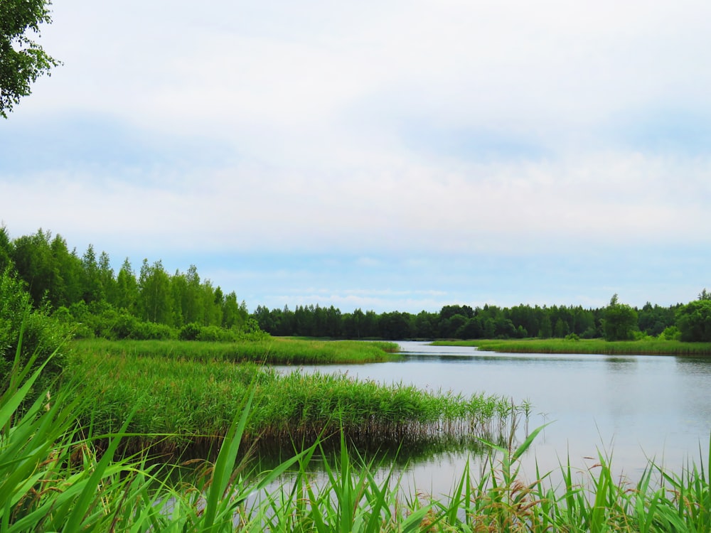 green grass covered river banks