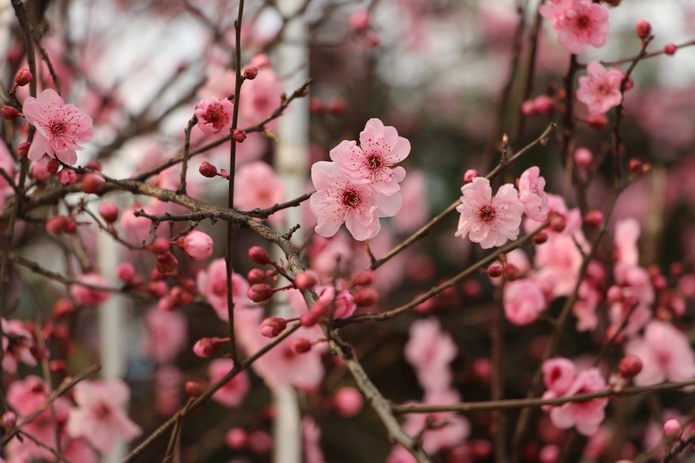 pink sakura blooming