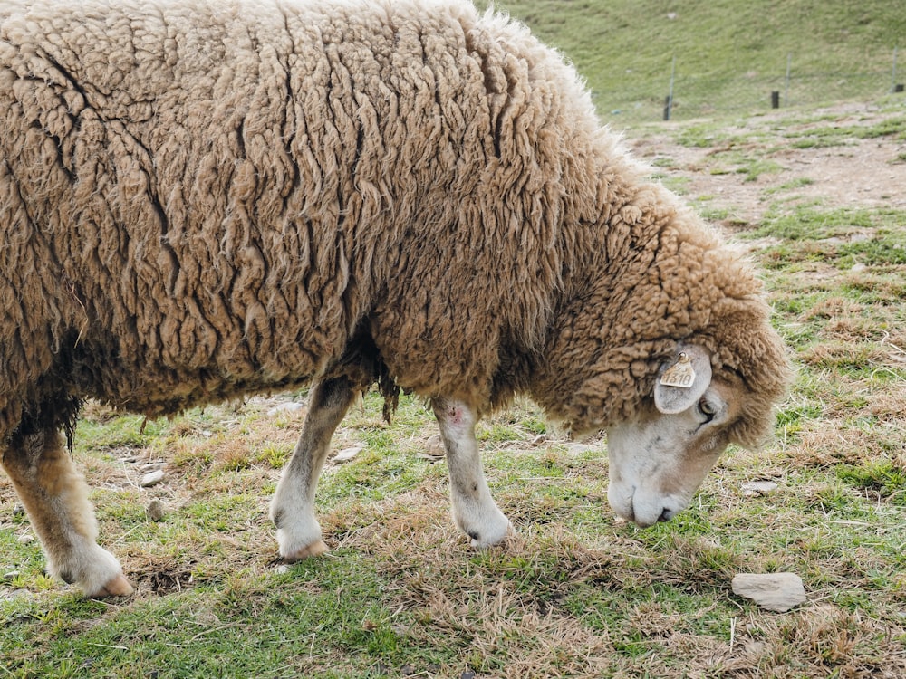 brown sheep