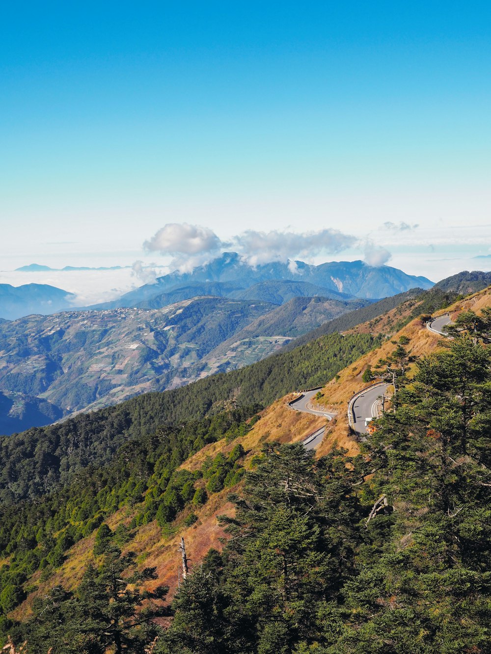 trees on mountain