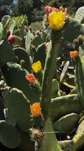 A cluster of prickly pear cacti with vibrant yellow and orange flowers in a sunlit garden. The thick, flat green pads are covered in small spines, and some have dark red fruit. The background showcases a dense arrangement of greenery and trees.
