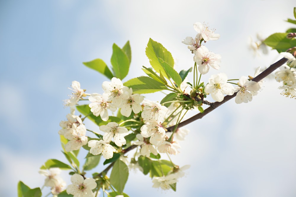 white flowers in bloom