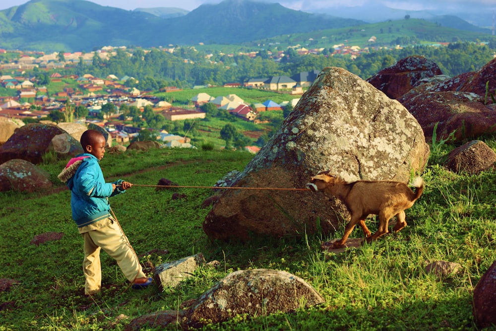boy pulls the goat behind the rock at the farm