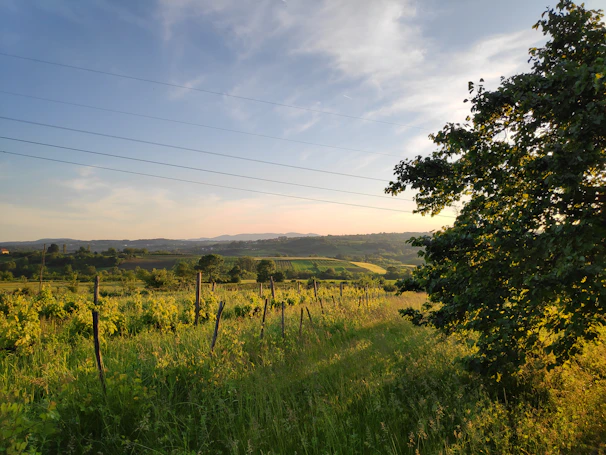 A scenic vineyard landscape showcasing lush grapevines under a clear blue sky.