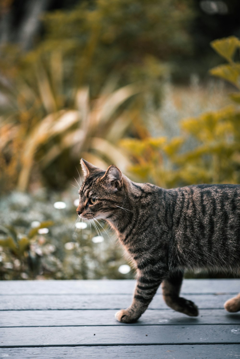 Photographie sélective de la mise au point d’un chat marchant sur le sol