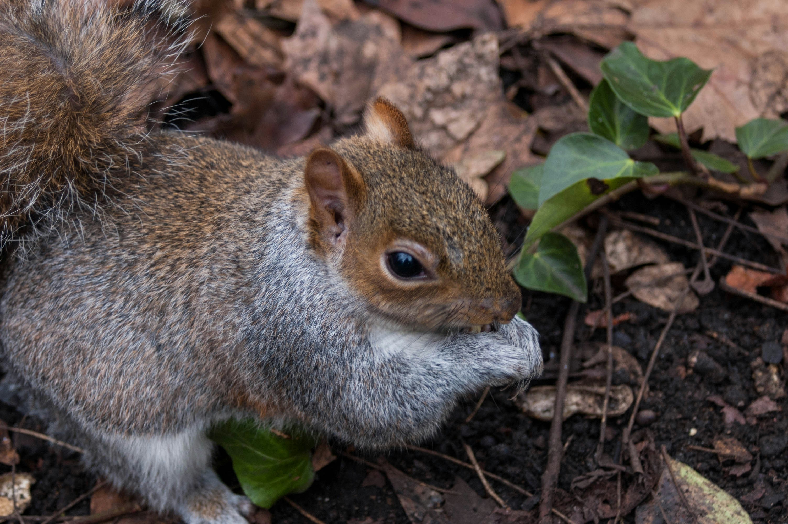 brown squirrel eating