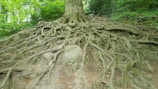 A large tree with an extensive and intricate root system is exposed on a slope. The roots spread out in all directions, intertwining and creating a complex network on the earthy ground. The background is filled with lush green foliage, indicating a forested area.