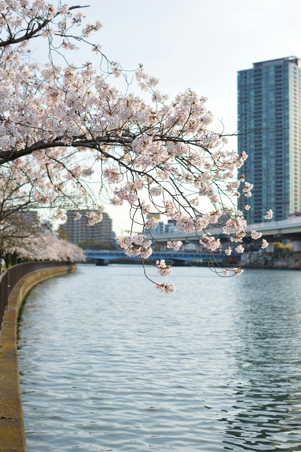 white sakura tree in river bank