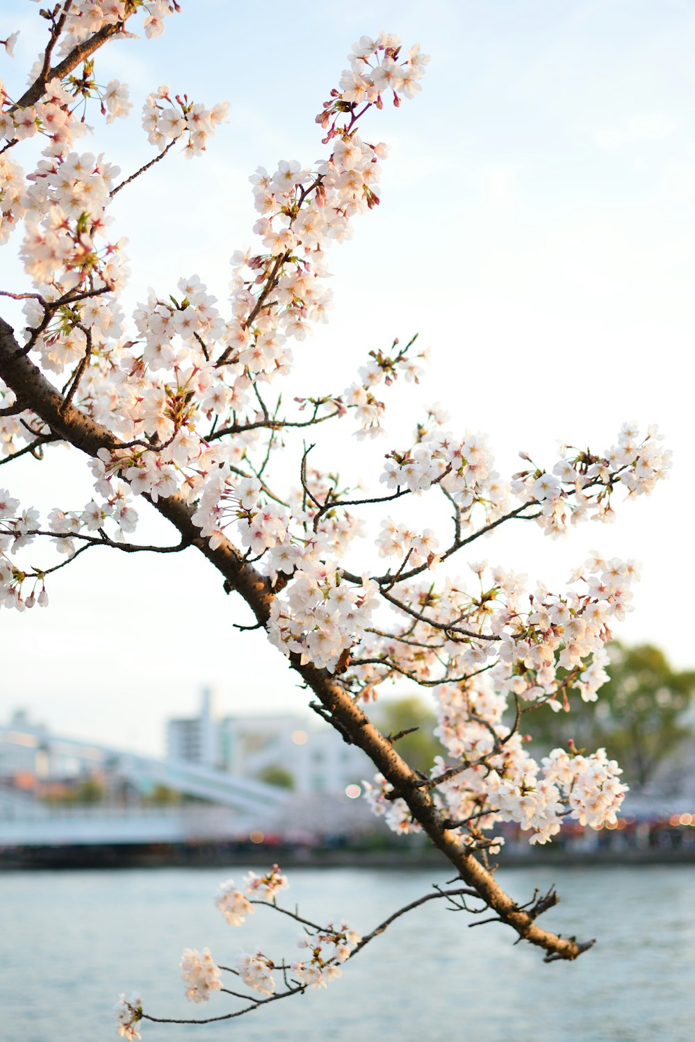 white flowers on branch