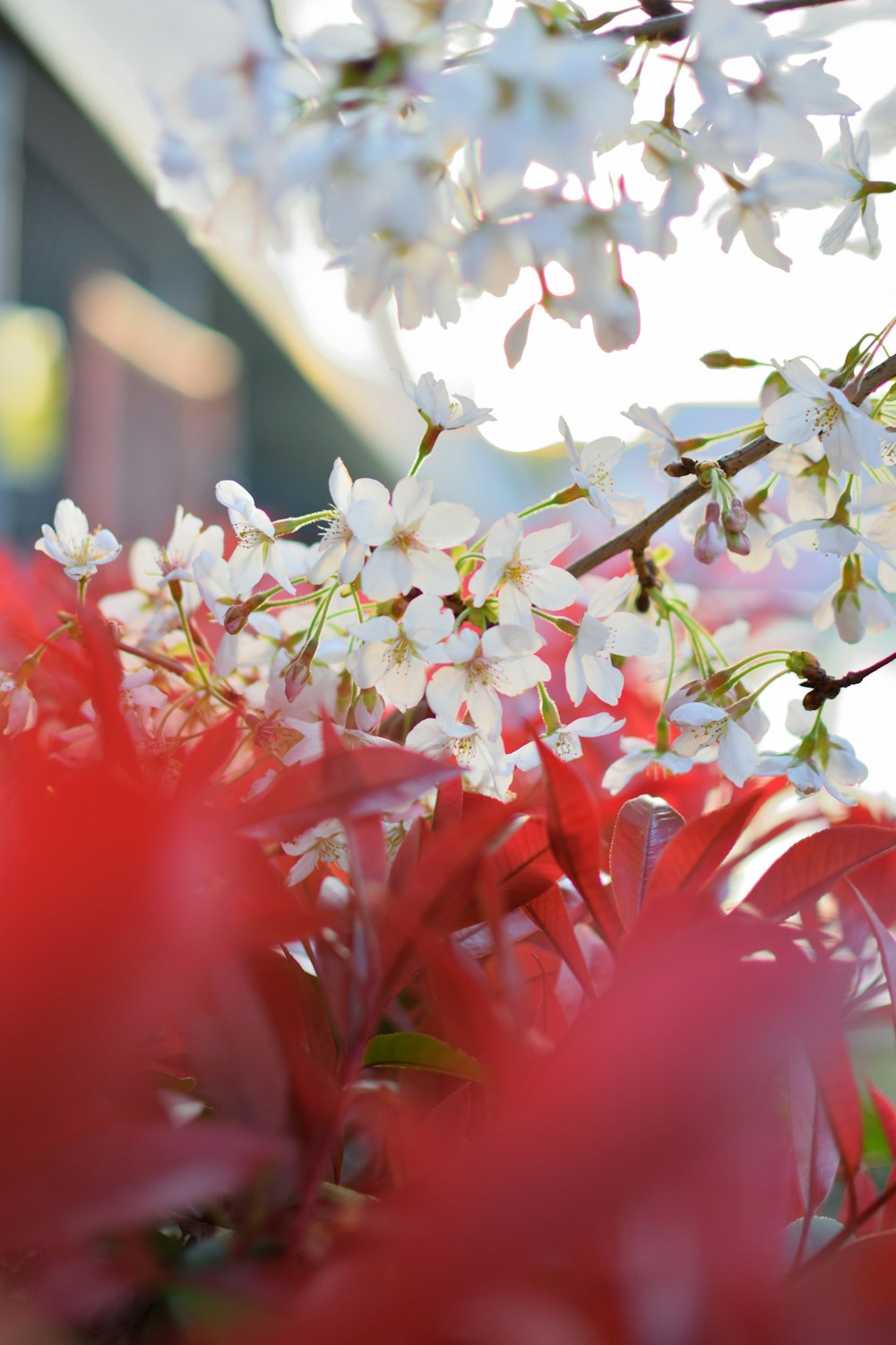 white flowers in bloom