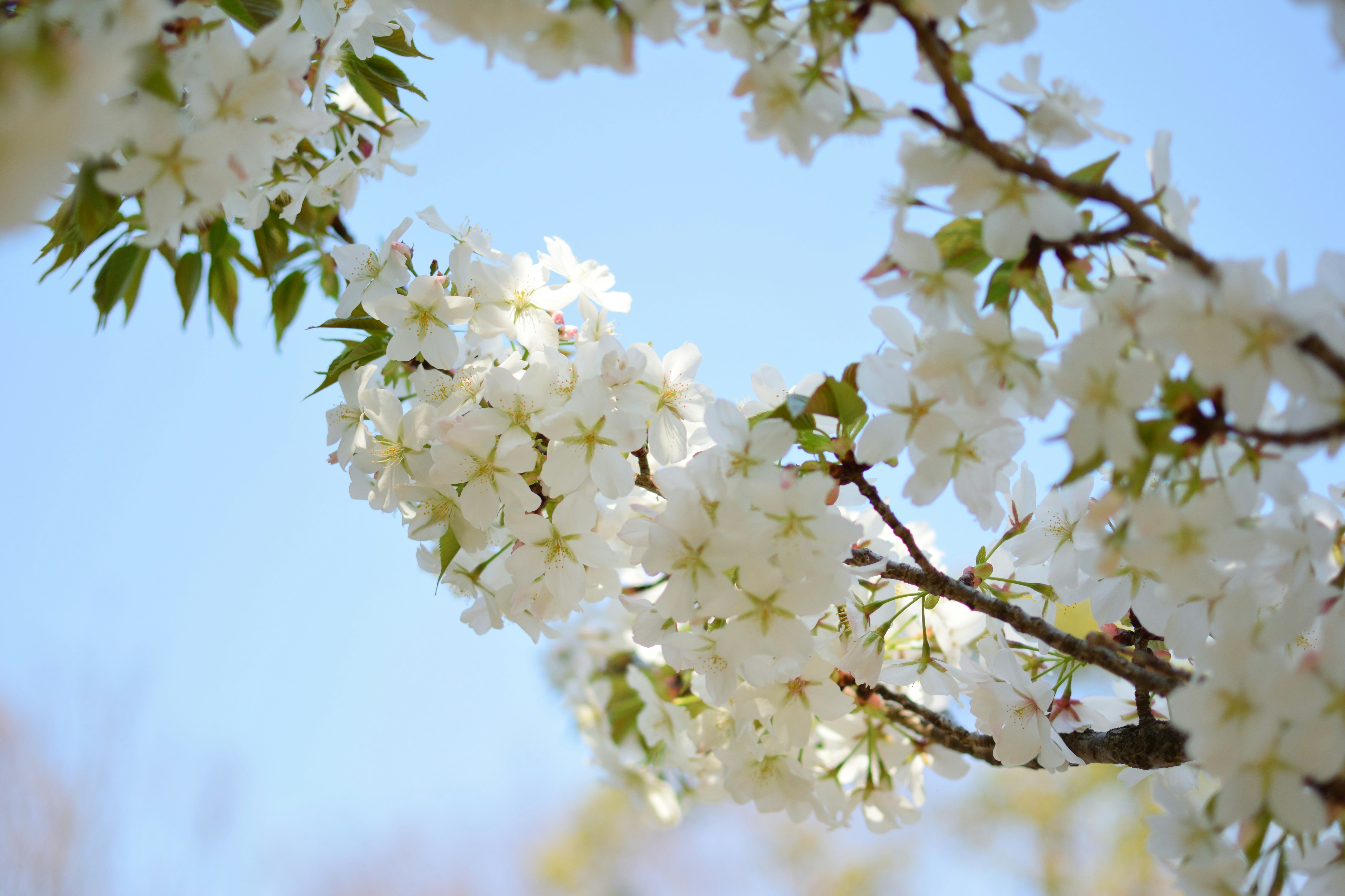 white-petaled flowers