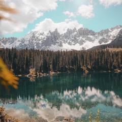 Trees near body of water during daytime