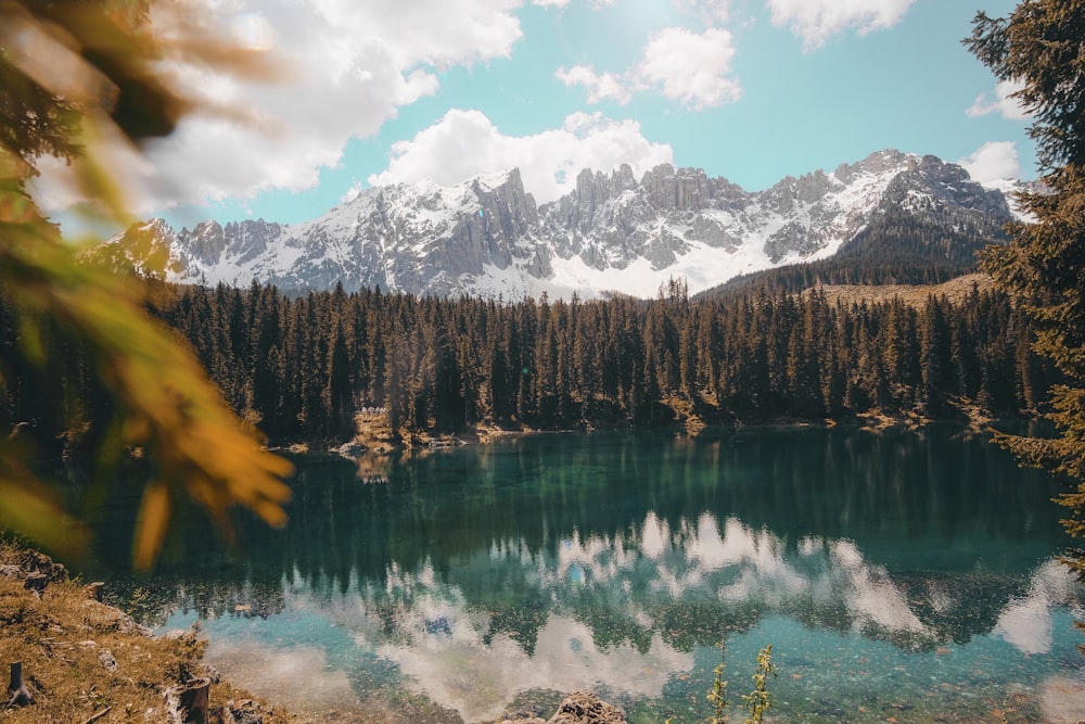 alberi vicino a specchio d'acqua durante il giorno