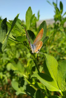 A vibrant close-up of a colorful butterfly perched on a green leaf in a sunlit forest.