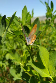 A vibrant close-up of a colorful butterfly perched on a green leaf in a sunlit forest.