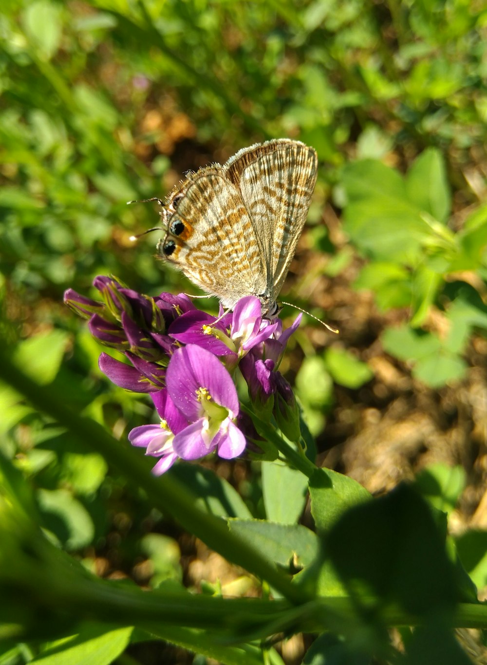 butterfly perching on flower