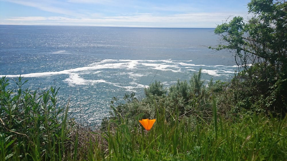 orange flower on top of mountain