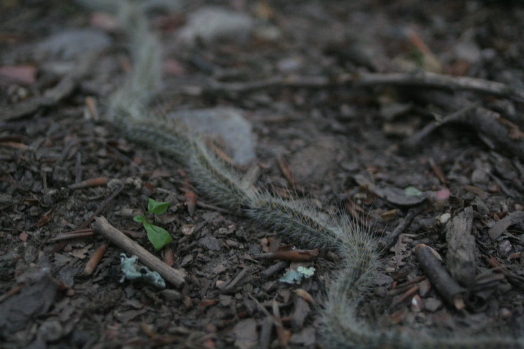 grey spiny worm in ground