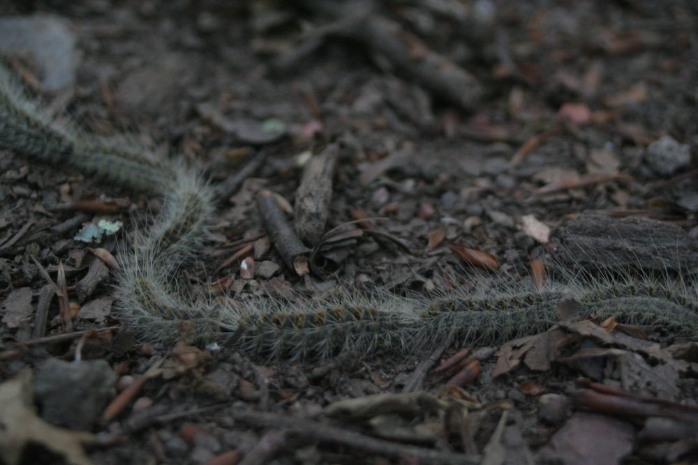 gray caterpillar