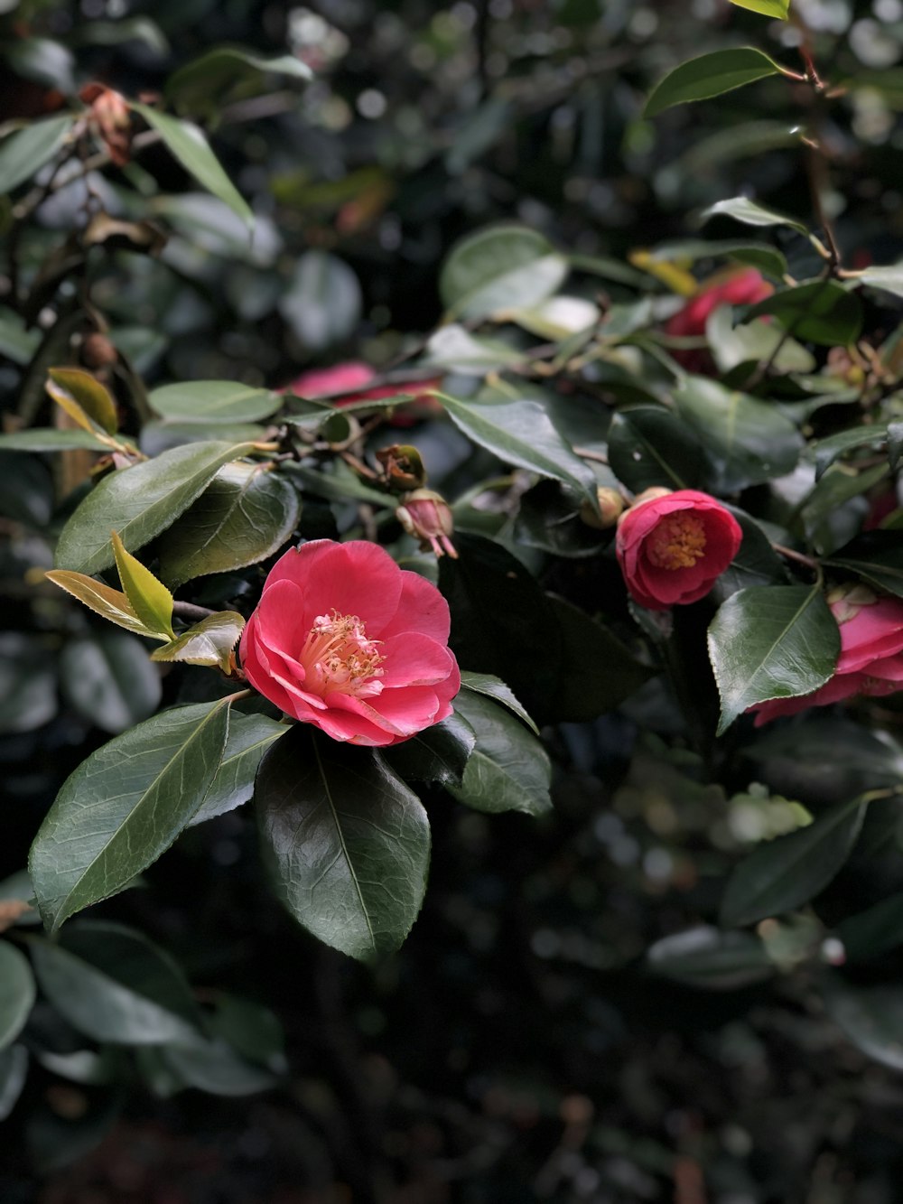 Rotblättrige Blume auf Fokusfotografie